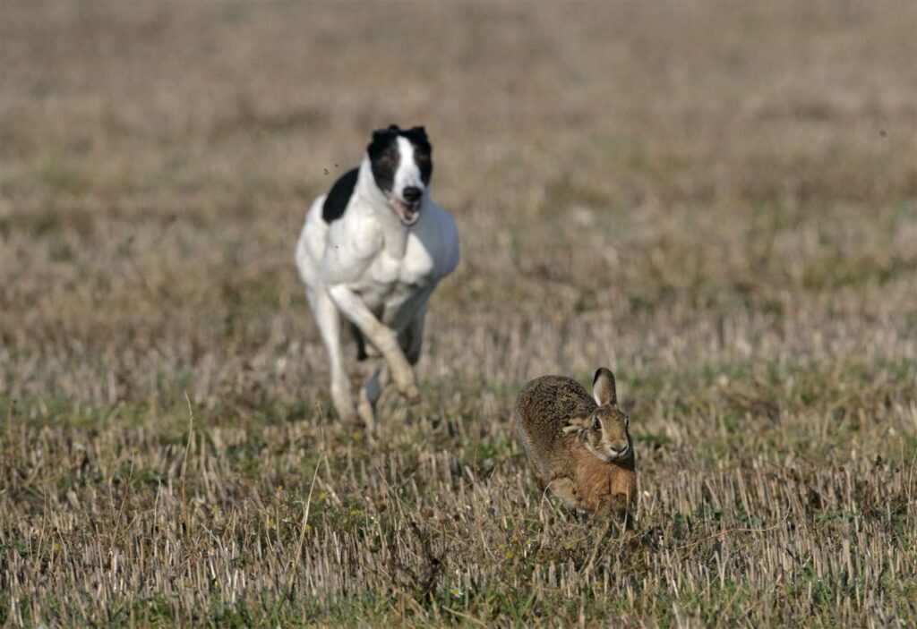 Bienestar de los animales