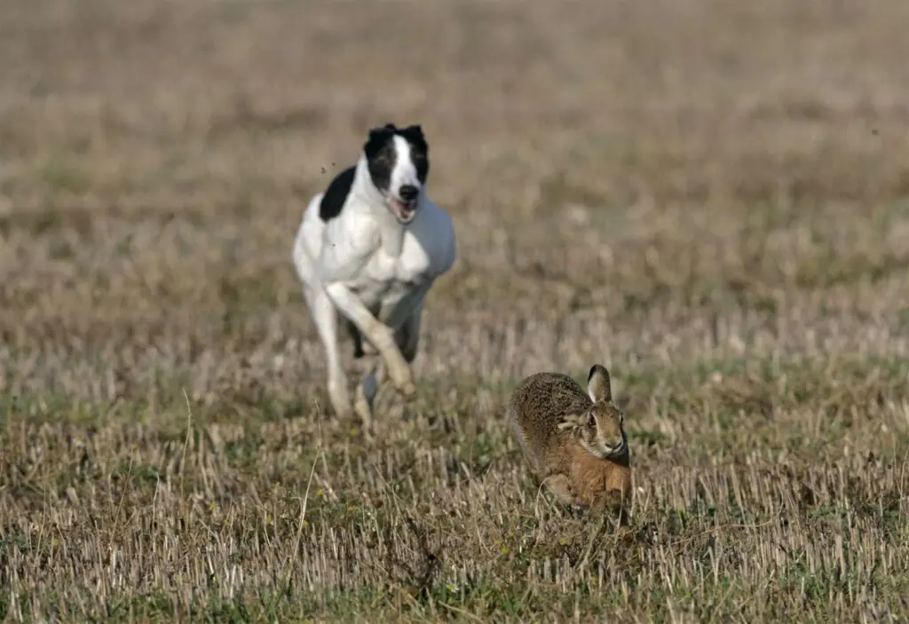 Benessere degli animali