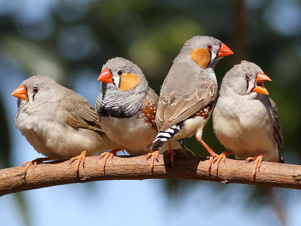 Song of the birds