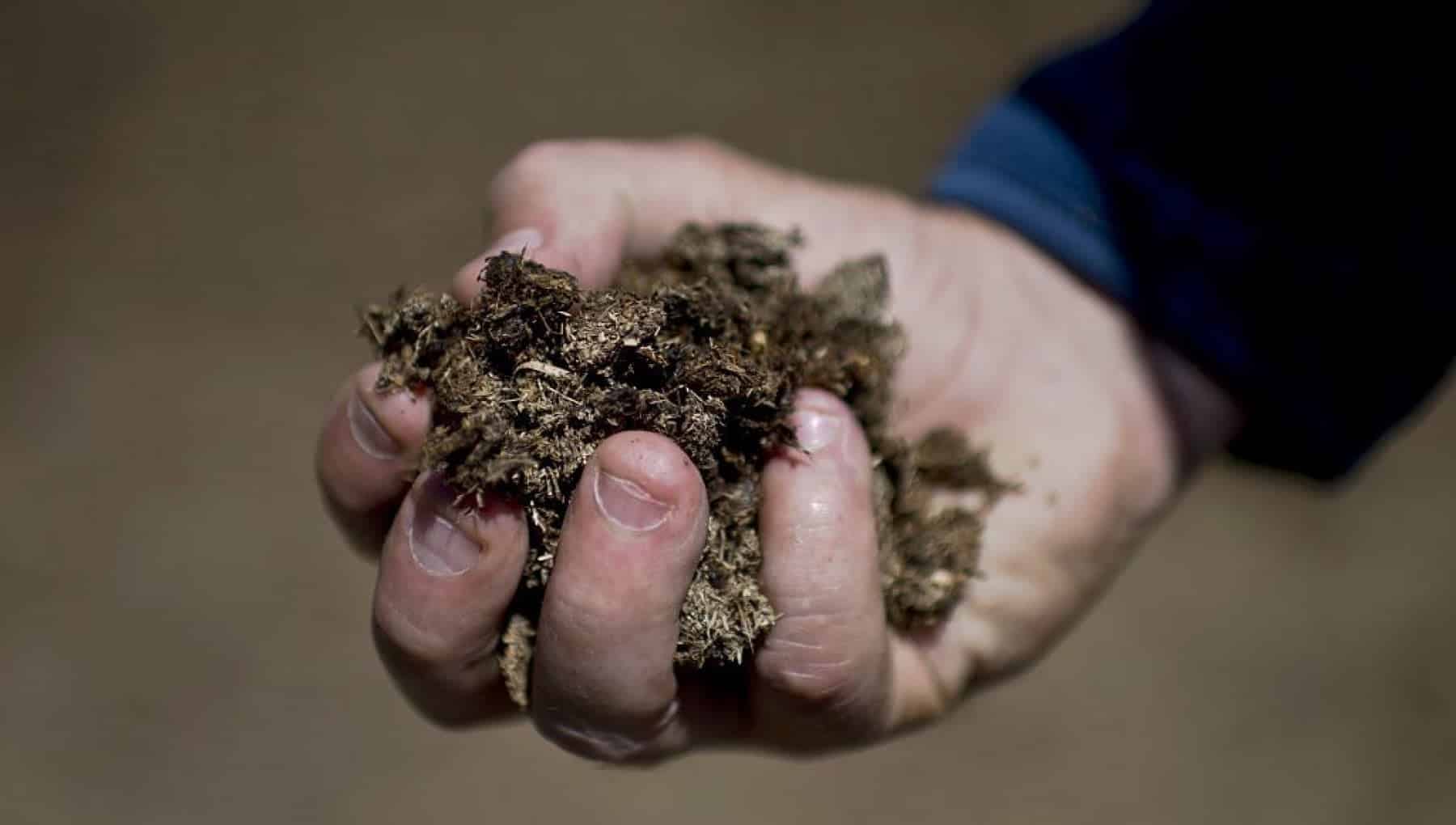 ガゼルの種類 - 一般的なガゼル