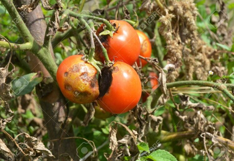 Phytophthora infestans is an oomycete that causes the serious tomatoes disease known as late blight or potato blight.