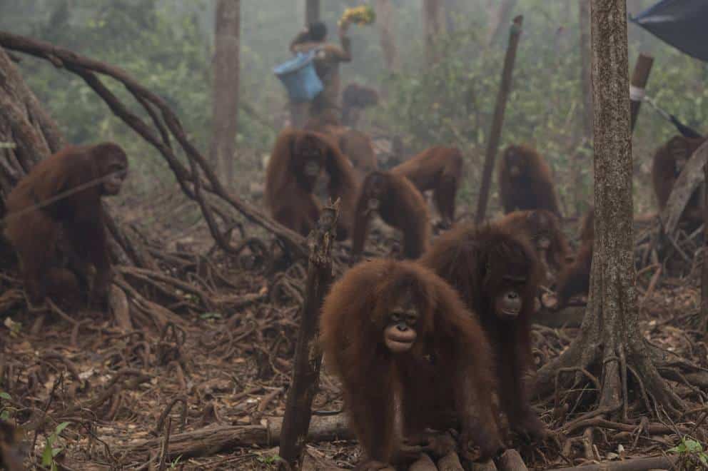 É assim que o óleo de palma está levando os orangotangos à extinção