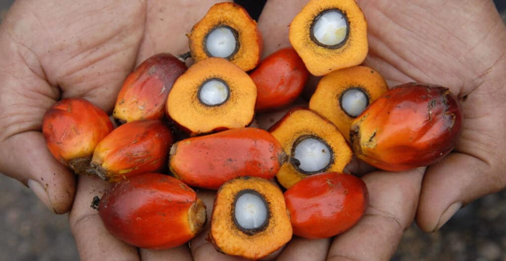 Palm oil