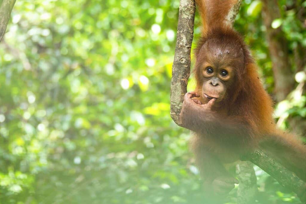 Palm oil