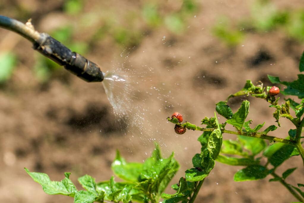 chlorpyrifos calories
