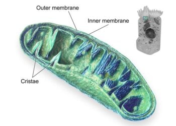 Mitochondries