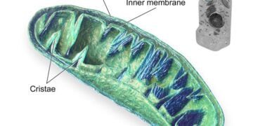 Mitocondri