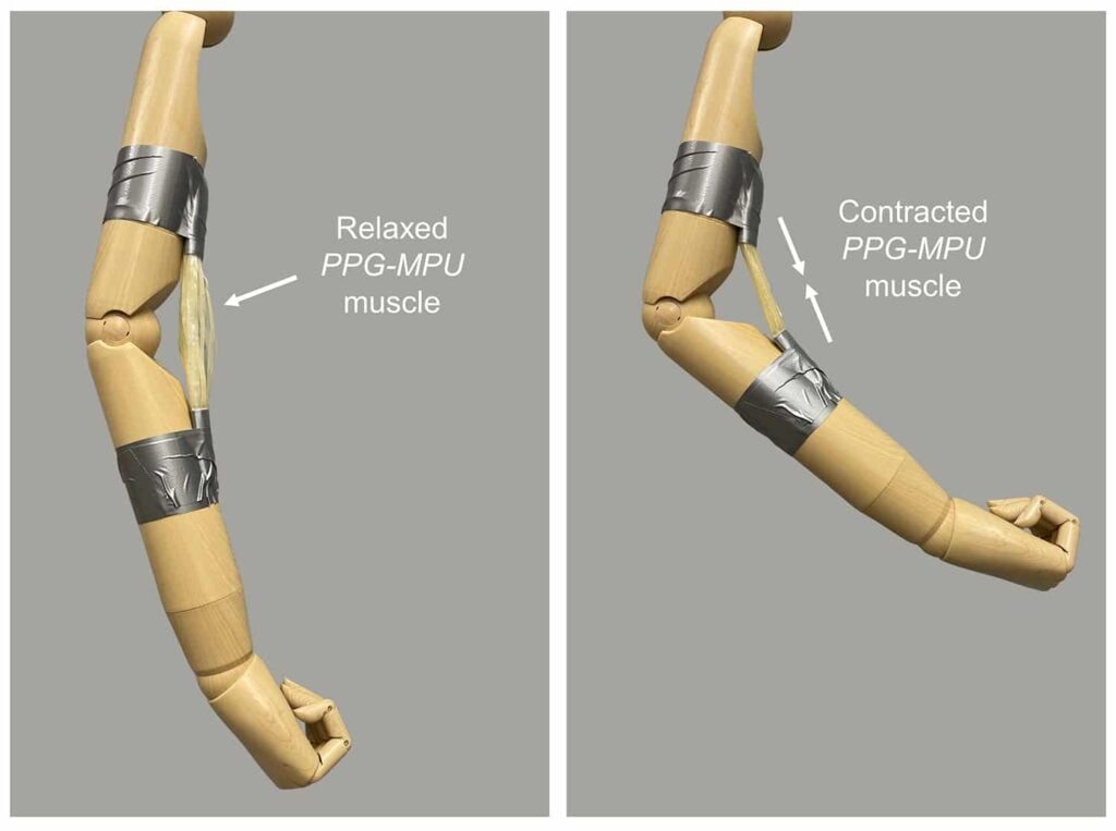 https   cdn.inceptivemind.com wp content uploads 2021 09 artificial muscle