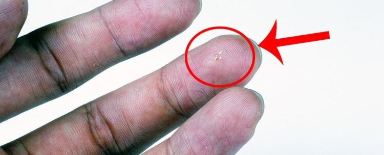 micro velivolo