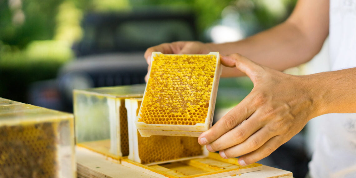 ビーイング、デジタル養蜂