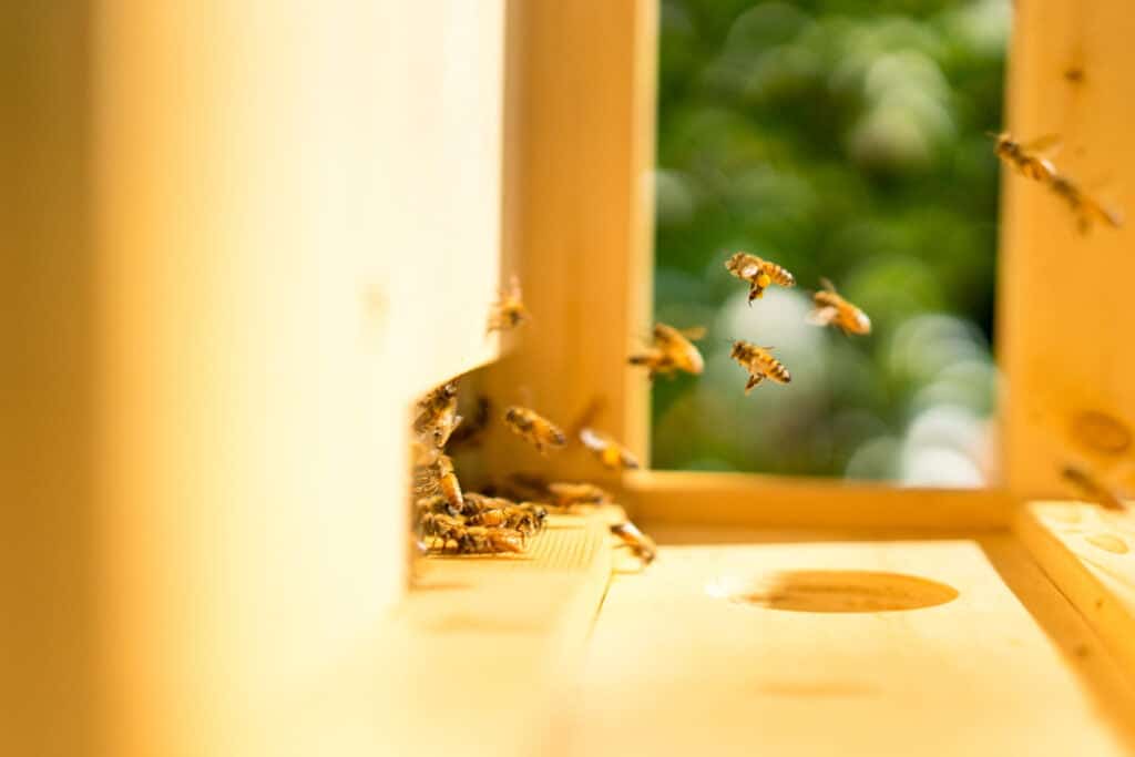 digitized beekeeping