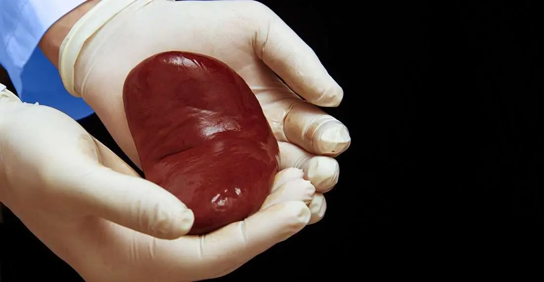 ヒトに移植されたブタの腎臓