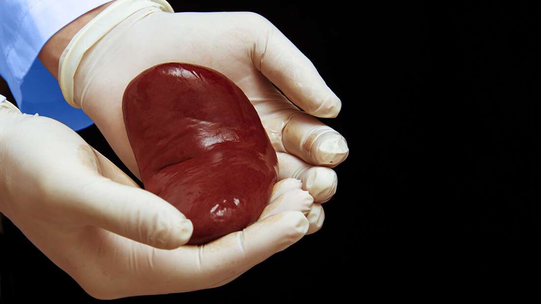 特大 1634727641 研究チームは、ブタの臓器がすぐに人間のドナーに代わる有力な代替品になることを期待している