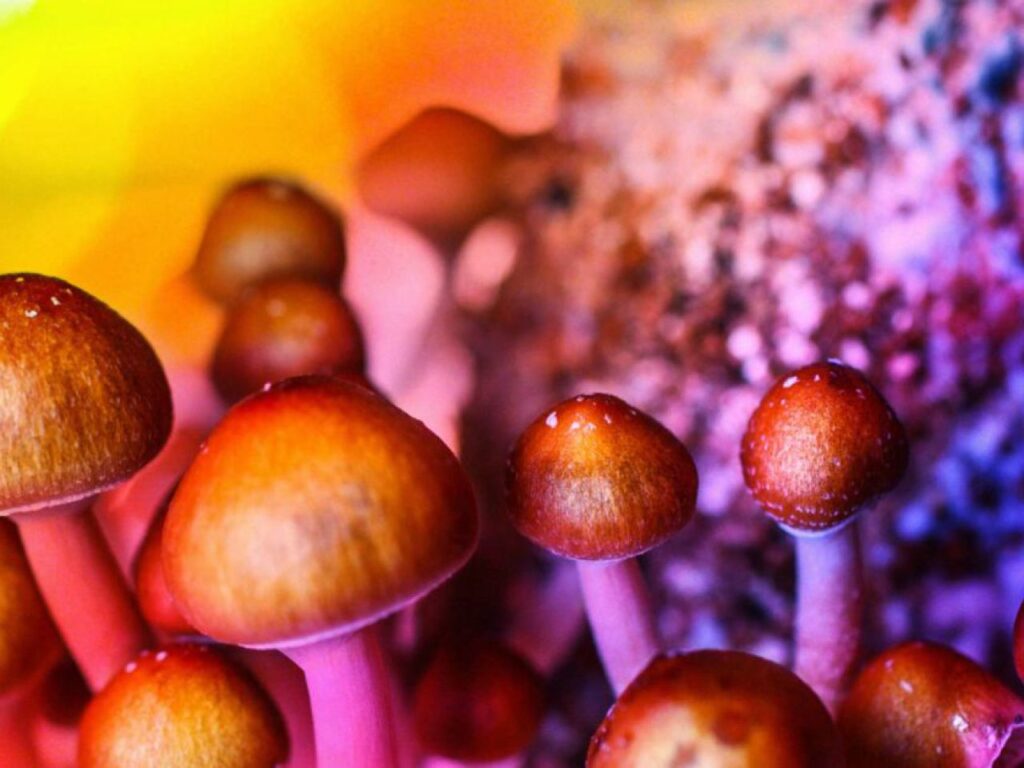 O estado dos EUA legaliza cogumelos alucinógenos sob certas condições v3 479093 1280x960 1