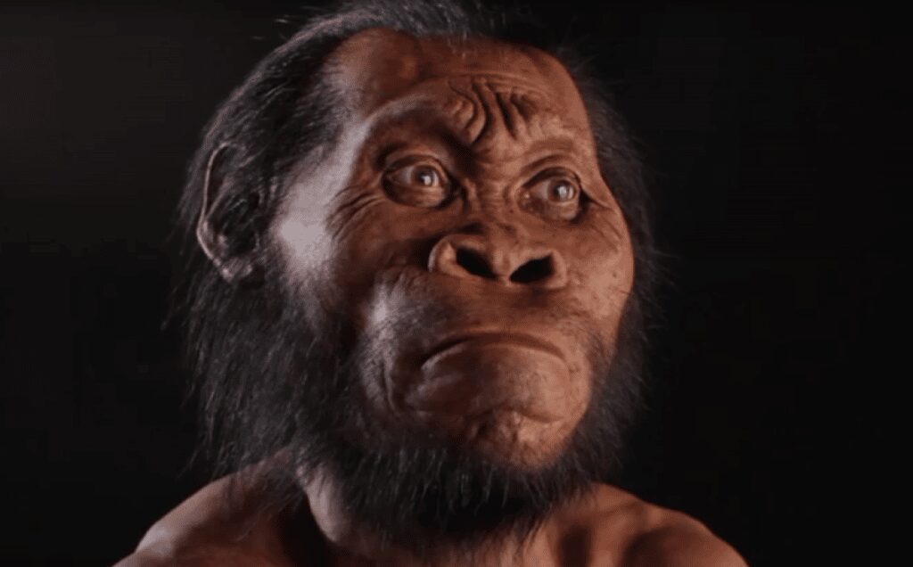 Teschio homo naledi