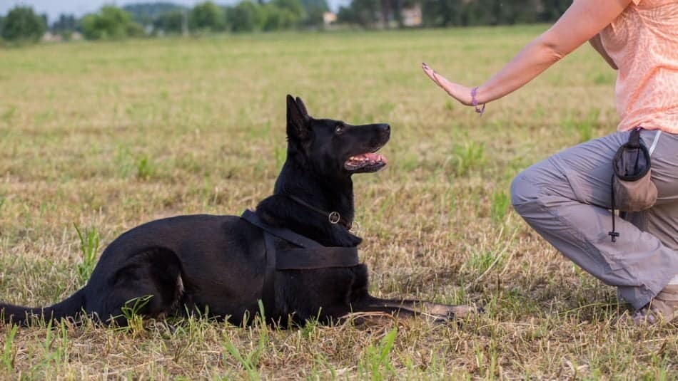 cão