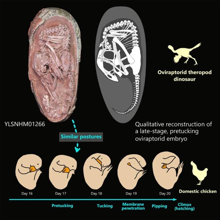 embrione di dinosauro