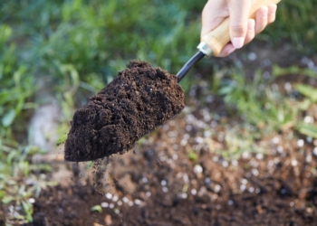 土壌肥料