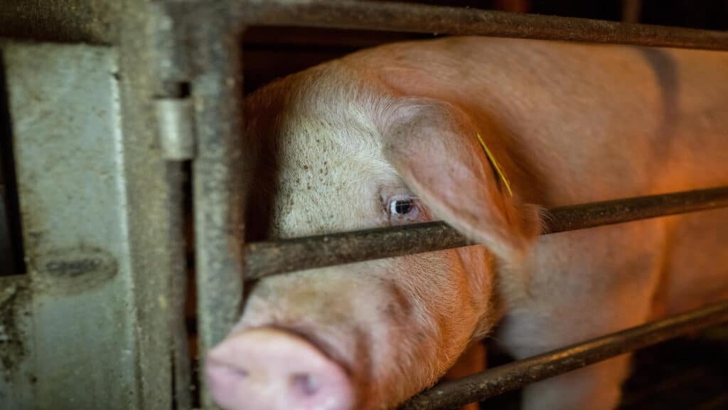 intensive breeding pig farming livestock hp 1