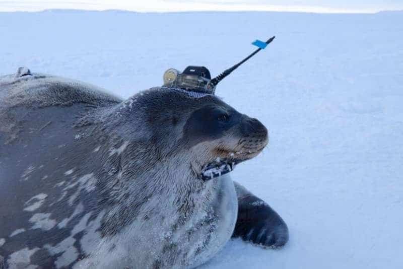 oceanógrafos de focas