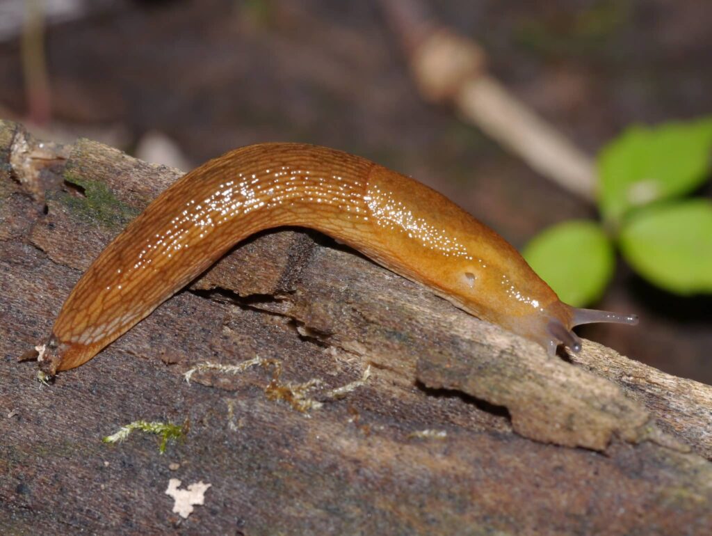 Slug mucus inspires new type of surgical glue