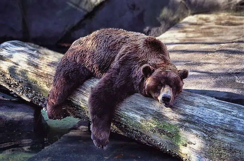 Спящие космонавты
