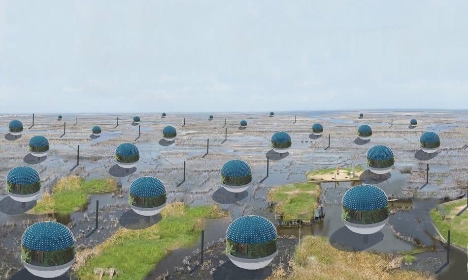 casas de pez globo