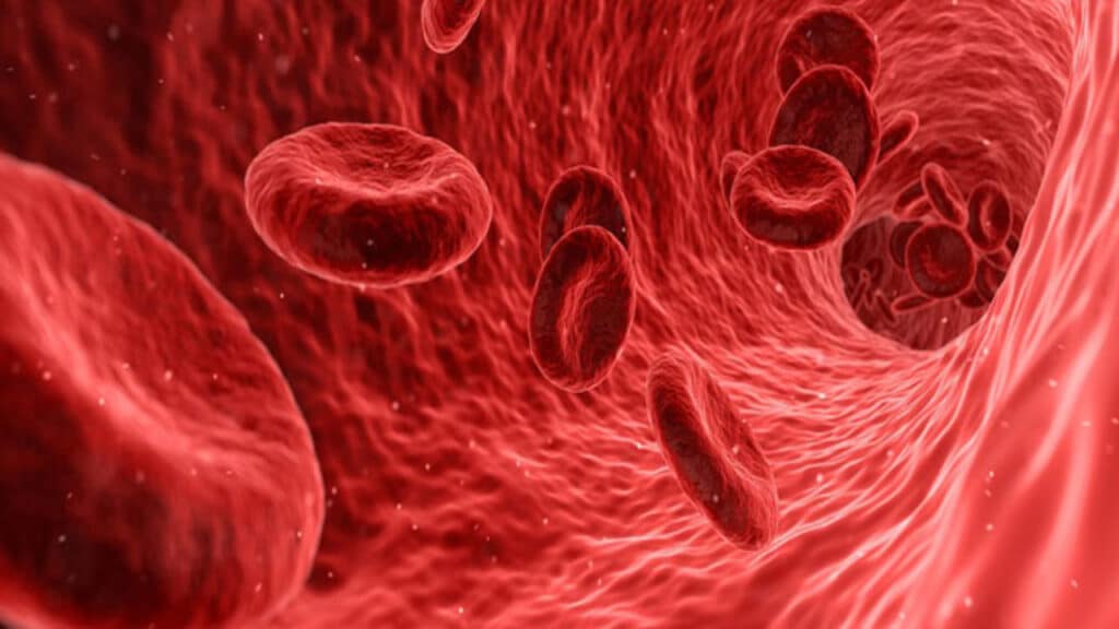 белки крови