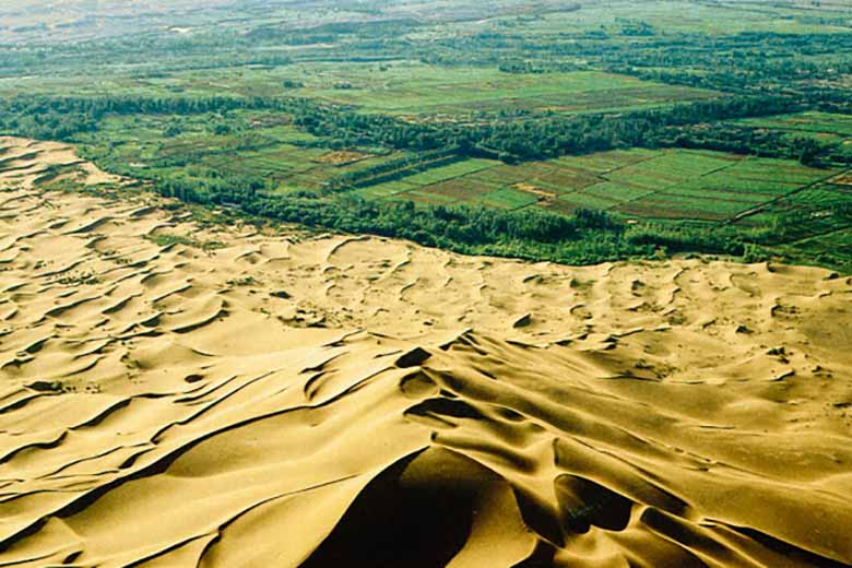 Green wall against desertification