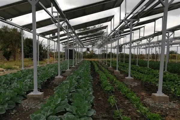 Agrivoltaic solar panels
