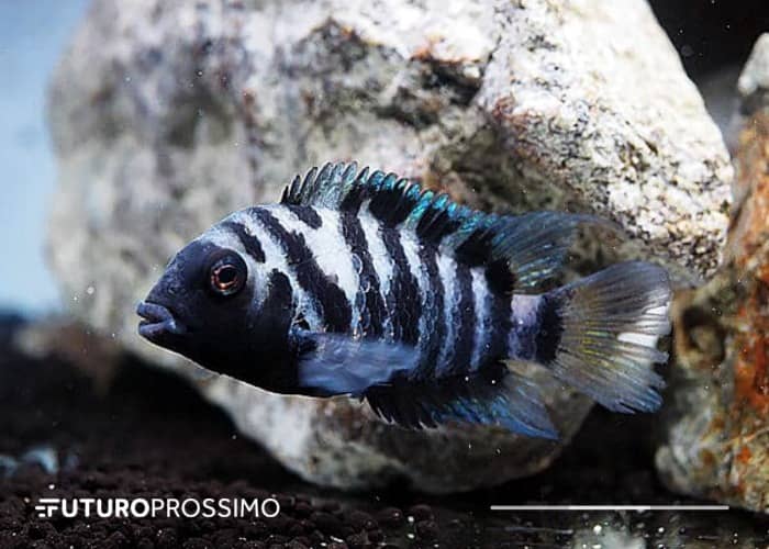 autoconhecimento dos peixes