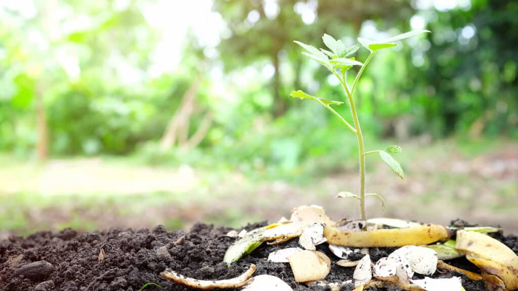 Bucce delle banane compost