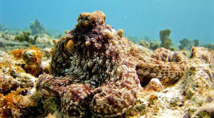 pulpo