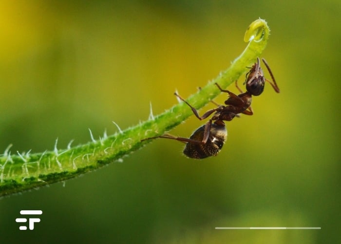Ameisen gegen Krebs