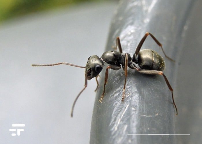 formigas anti câncer