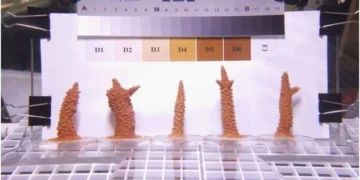 coralli addestrati