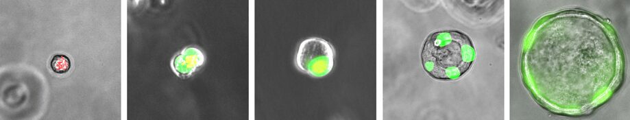 Human ES cell