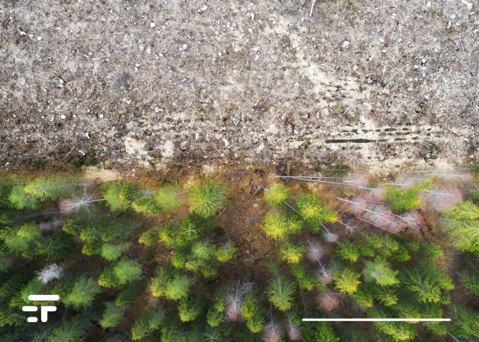 Earth Day: deforestation