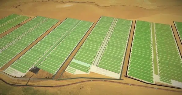 Brilliant Planet, startup che cattura CO2 facendo crescere alghe nel deserto