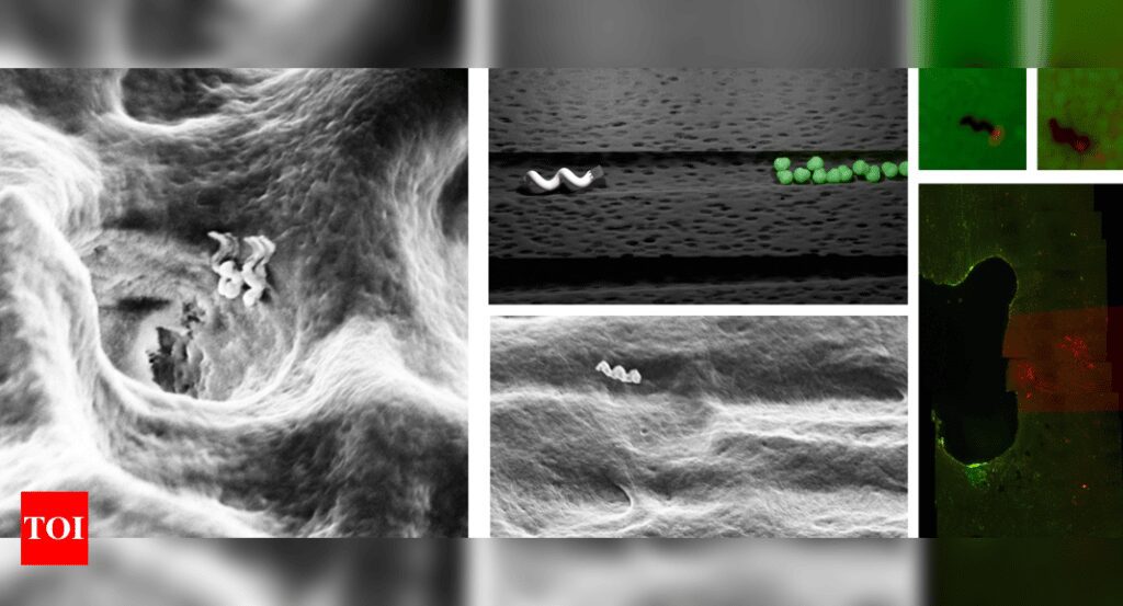 nanobot denti