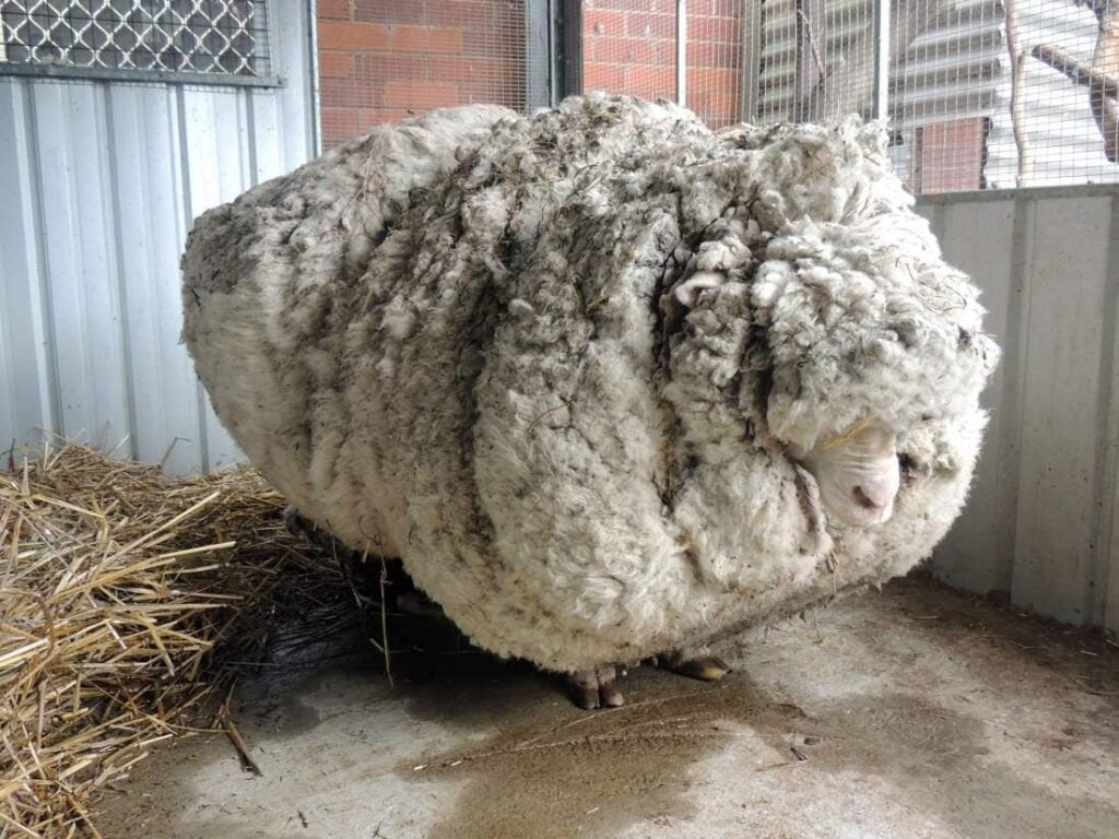 Merino-Schafe
