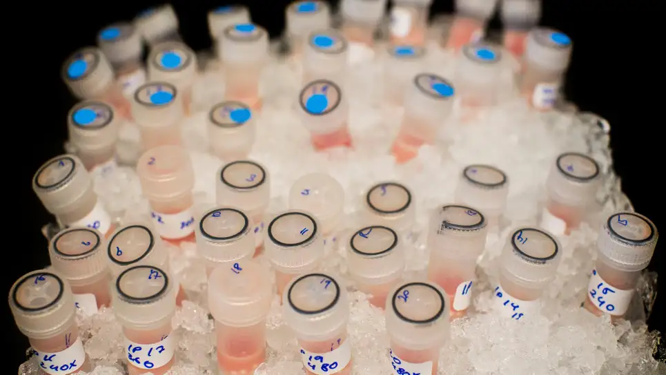 virus oncolítico vaxinia