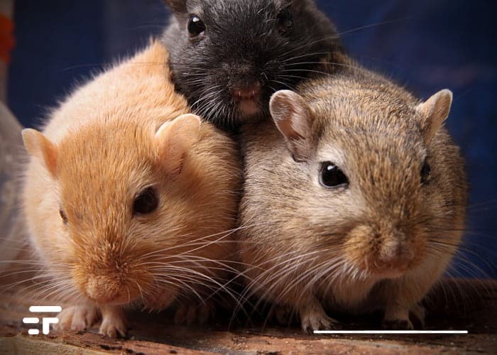 comportamento animali