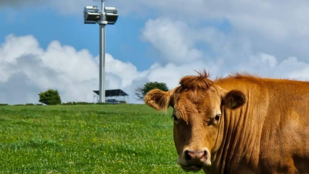 mucca antenna vodafone