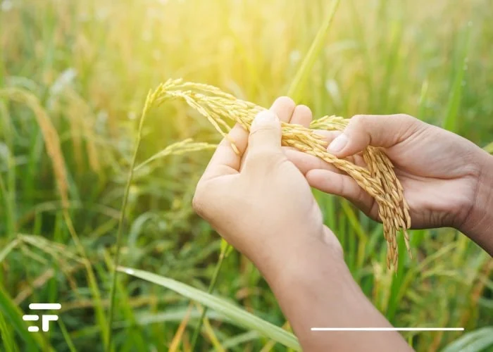 GMO rice