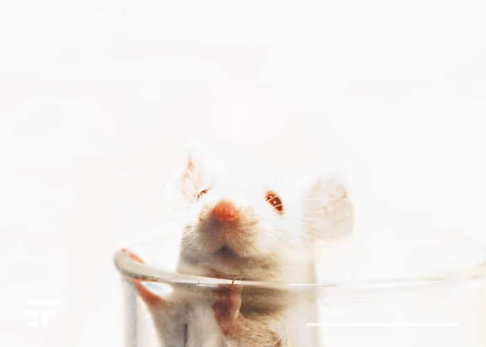 mice cloned from freeze-dried cells
