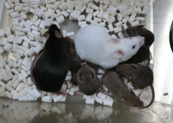 ratones clonados
