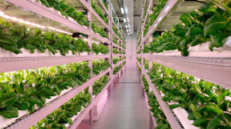 vertical farm
