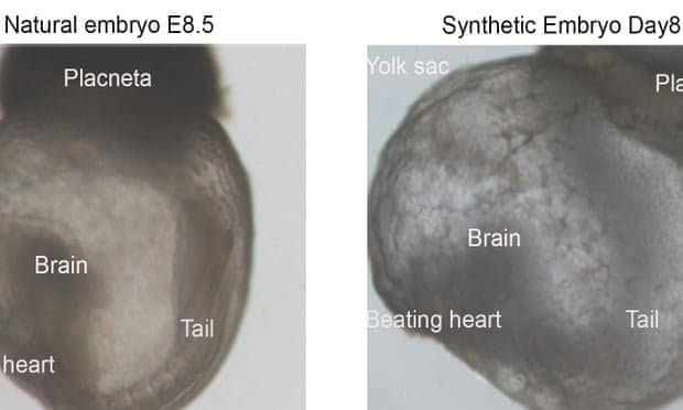 синтетический эмбрион
