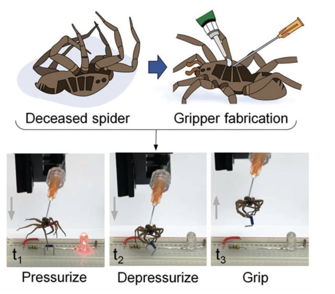 La necrobotique, ou comment convertir des cadavres d'araignées en pince de  fête foraine. Tiré d'une vraie étude, By Strange Stuff And Funky Things